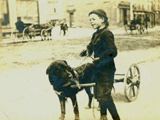 Labrador dog cart 