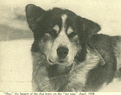 "Doc" of sled dog team