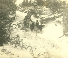 dogsled downhill 